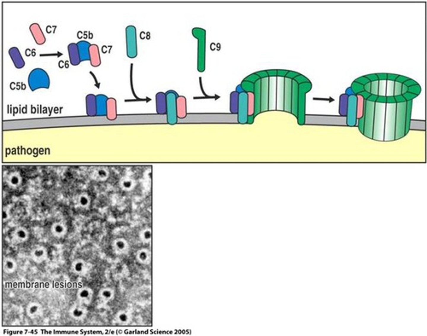 <p>The complement cascade is set off when the first complement molecule, C1, encounters an antigen or antibody bound to antigen in an antigen-antibody complex. The end result is a ___________________________ that punctures the target cell membrane and allows fluids to flow into the cell by osmosis causing lysis. Give the name and abbreviation in parenthesis.</p>