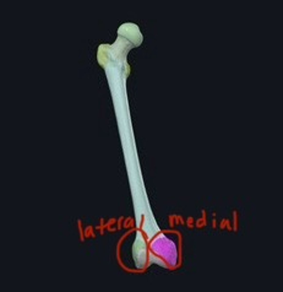 <p>Rounded ends of femur for knee joint.</p>