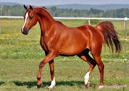 <p>horse => horse riding (n)</p>