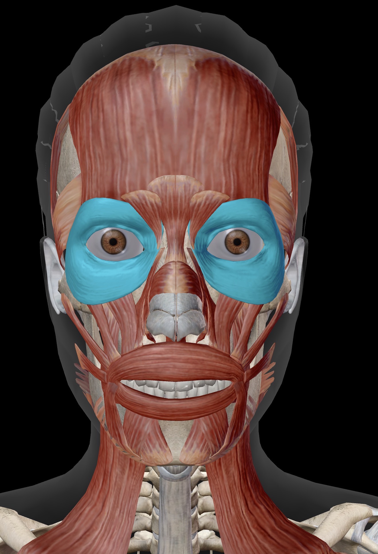 <p>Name the muscle and corresponding letter ( O = origin, I = insertion, A = actions, IN = innervation)</p><p>A</p><p>IN</p>