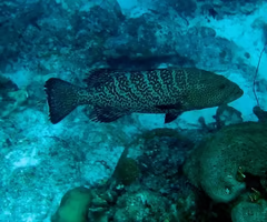 <p><span><span>fish?</span></span></p>