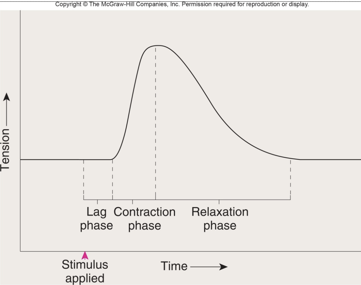 <p>contraction = response to stimulus = ap in 1+ muscle fiber, phases - lag/latent, contraction, relaxation </p>