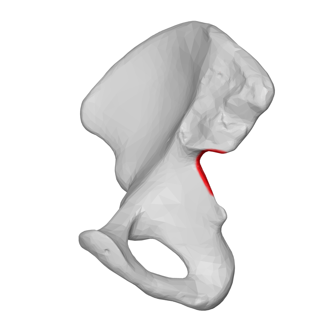 <p>What feature of the pelvis is this?</p>