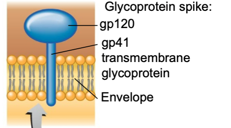 <p>gp120</p><p>gp41</p>