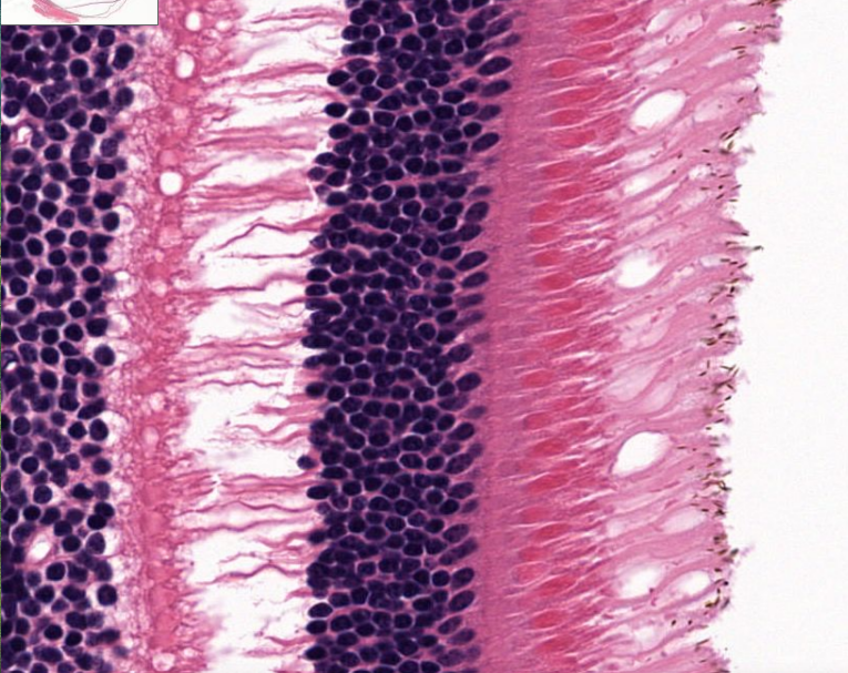 <p>structure (look at photoreceptor cells</p>