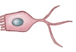 <p>ONLY in CNS Range in shape from squamous to columnar -they line the ventricles of the brain and the central canal of the spinal cord -assist in producing, circulating, and monitoring cerebrospinal fluid</p>