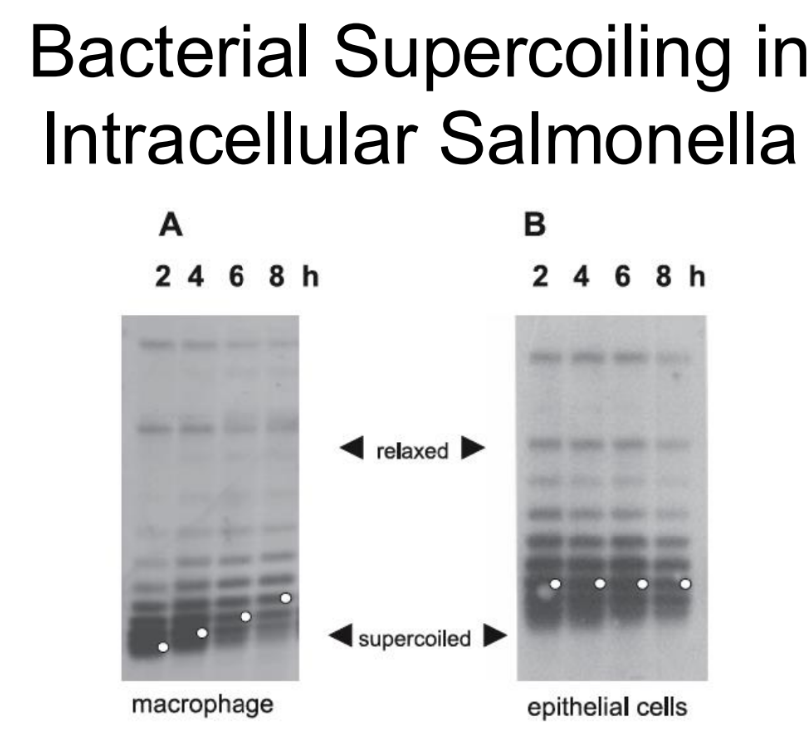 <p><strong>What did studies show about DNA supercoiling in intracellular<em> Salmonella</em> inside human cells such as macrophages and epithelial cells?</strong></p>