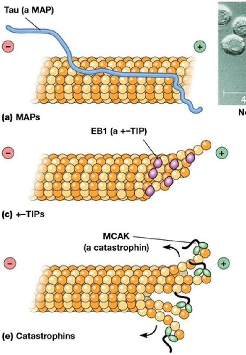 <p>Inhibits microtubule assembly by binding β-tubulin.</p>