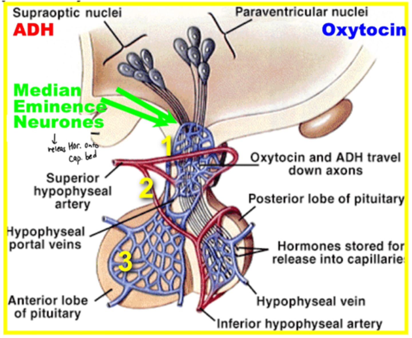 <p>1. capillaries (hypothalamus)</p><p>2. veins (connecting stalk)</p><p>3. capillaries (anterior pit)</p>