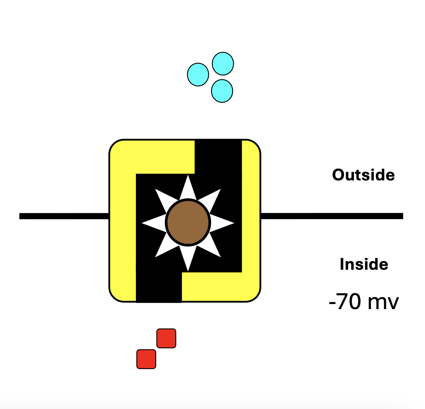 <p>specialized protein: the Na+/K Pump</p>