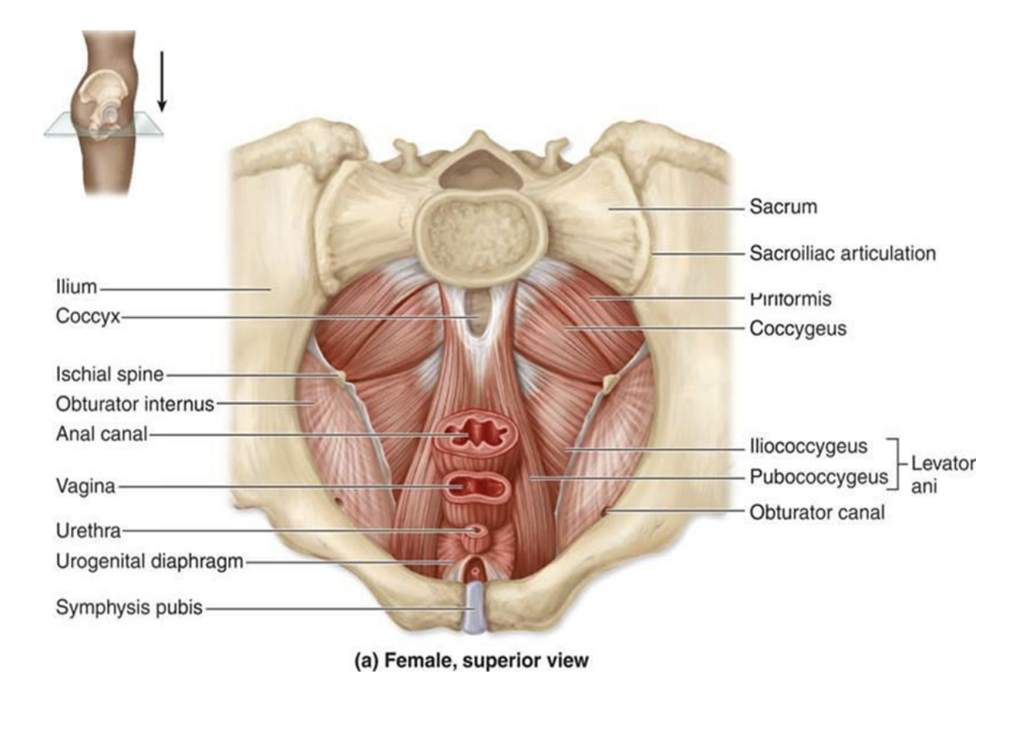 <p>A broad sheet of muscle, composed of <u>three</u> separate paired muscles —</p><ul><li><p>Puborectalis </p></li><li><p>Pubococcygeus</p></li><li><p>Iliococcygeus</p></li></ul>