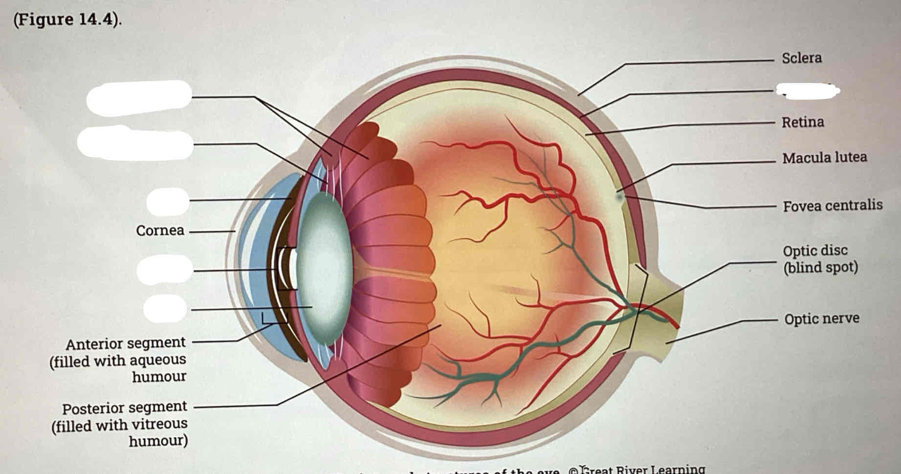 <ul><li><p><strong><span>Choroid*</span></strong></p></li><li><p><strong><span>Ciliary body</span></strong></p><ul><li><p><strong><span>Suspensory ligament &nbsp; &nbsp; (</span><em><span>or </span></em><span>Ciliary zonule)</span></strong></p></li></ul></li><li><p><strong><span>Iris&nbsp;</span></strong></p><ul><li><p><strong><span>Pupil</span></strong></p></li></ul></li><li><p><strong><span>Lens</span></strong></p></li></ul>