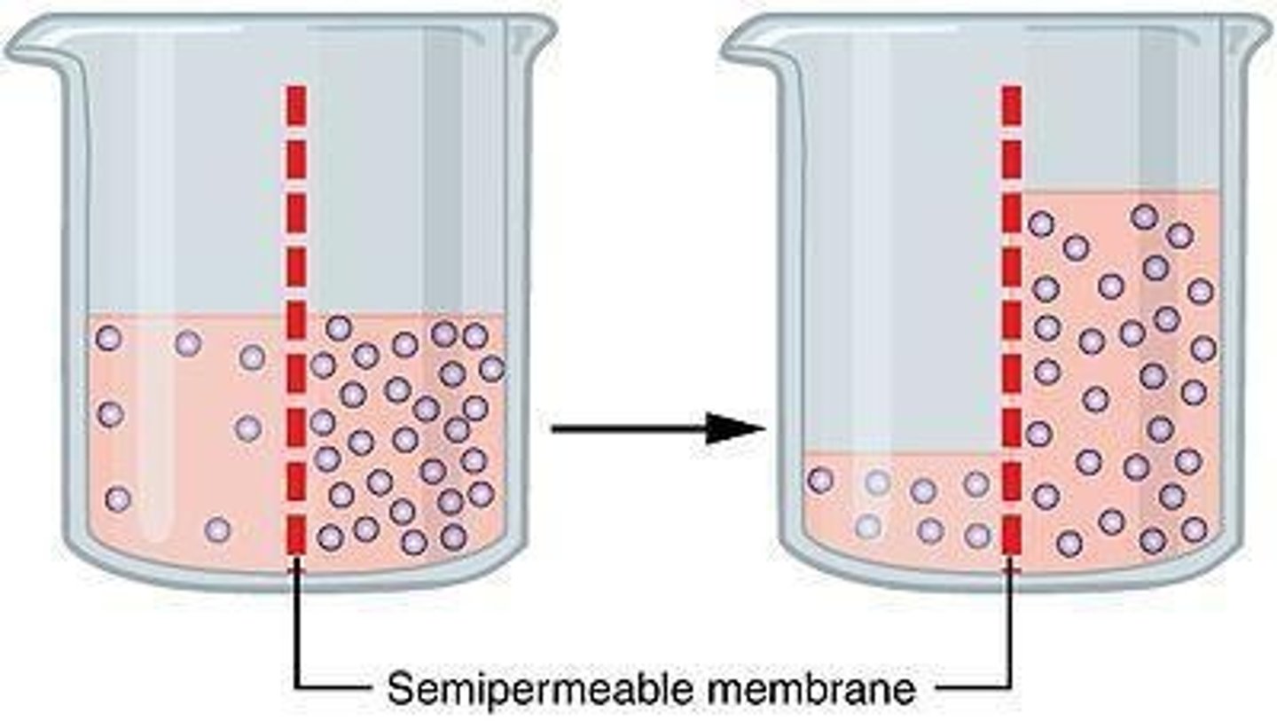 <p>Diffusion of water across a semipermeable membrane.</p>