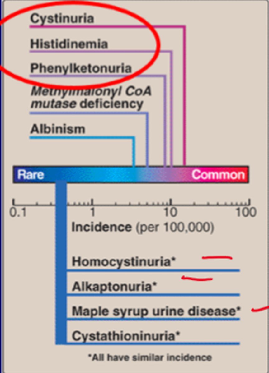 <p>(Common)<br>Cystinuria<br>Histidinemia<br>Phenylketonuria<br><br>(Rare)<br>Homocystinuria<br>Alkaptonuria<br>Maple syrup urine disease</p>