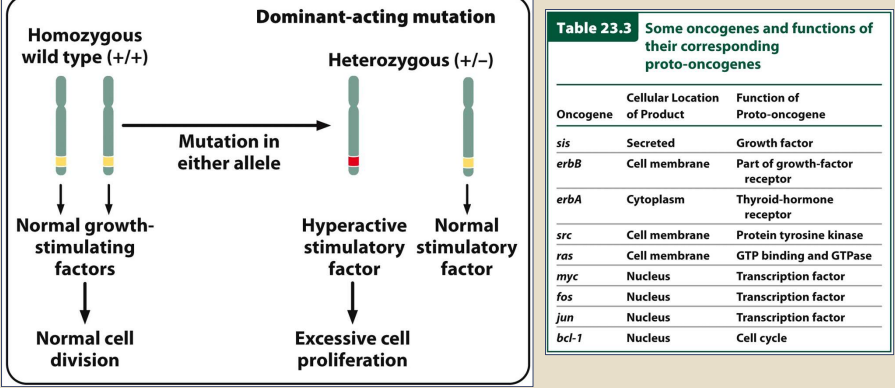 - Mutated dominant-acting stimulatory genes that cause cancer 
-- Proto-oncogene- oncogene prior to mutation
-- Like gas in a car
-- Very quick and excessive  
-- Contributes to cell growth