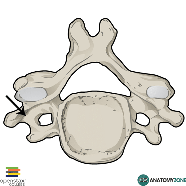 <p>two horizontal projections that the ribs attach to</p>