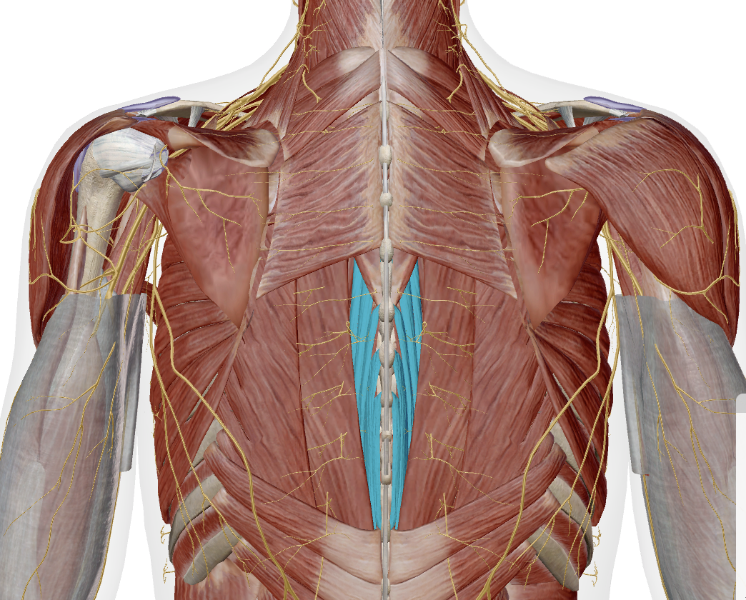 <p>Spinalis (medial) group</p>