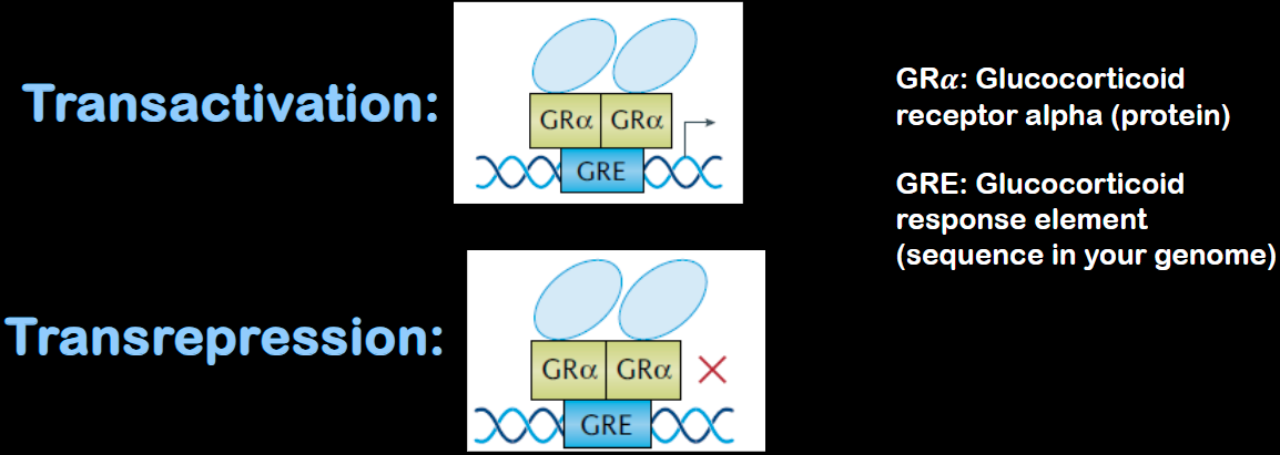 <ul><li><p><span>A chaperone complex helps transport GR–hormone complex into nucleus, where it can turn on/off different genes</span></p></li><li><p><span><span>Bind to glucocorticoid receptor (GRα) inside cytoplasm.</span></span></p></li><li><p><span><span>GRE: Glucocorticoid response element (sequence in your genome)</span></span></p></li></ul><p></p>
