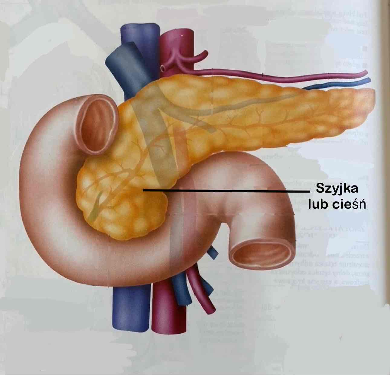 <p>Collum s. isthmus pancreatis </p>