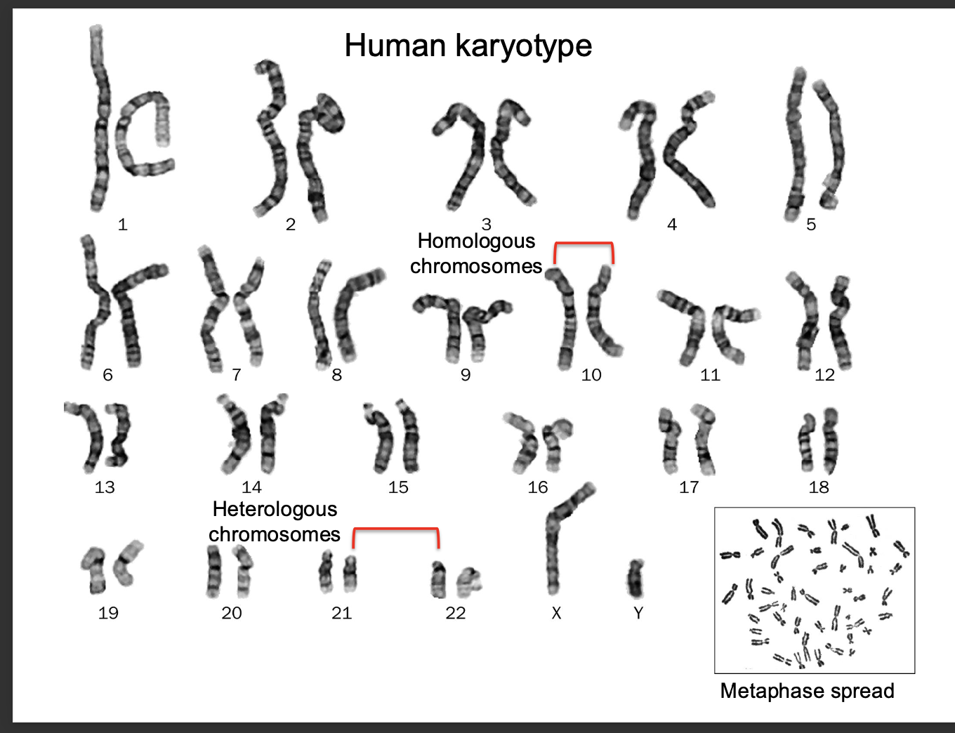 <p>The complete <strong>set of chromosomes </strong>in a human cell</p><p>shows size,shape structure</p><p>1-22 are autosomes</p><p>23 - sex chromosomes </p><p>-females = 2 x chromosomes</p><p>-Males = (x,y)</p><p></p><p>Karyotypes - used to study <strong>genetic abnormalities </strong></p><p><strong>such as DOWN SYNDROME - extra copy of chromosome 21 (triosomy)</strong></p>