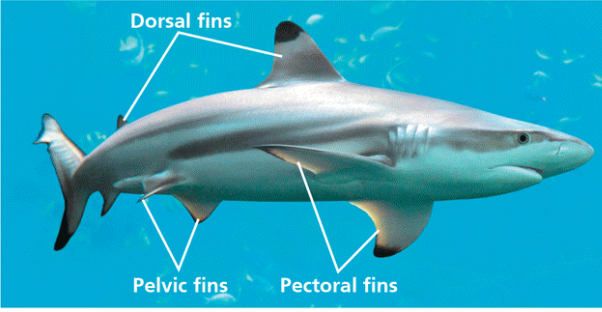 <p>Name one or more traits you can observe to distinguish the identity of Chondrichthyes</p>