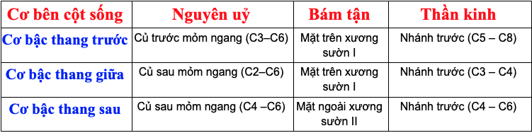 <p>Cơ bậc thang trước </p>