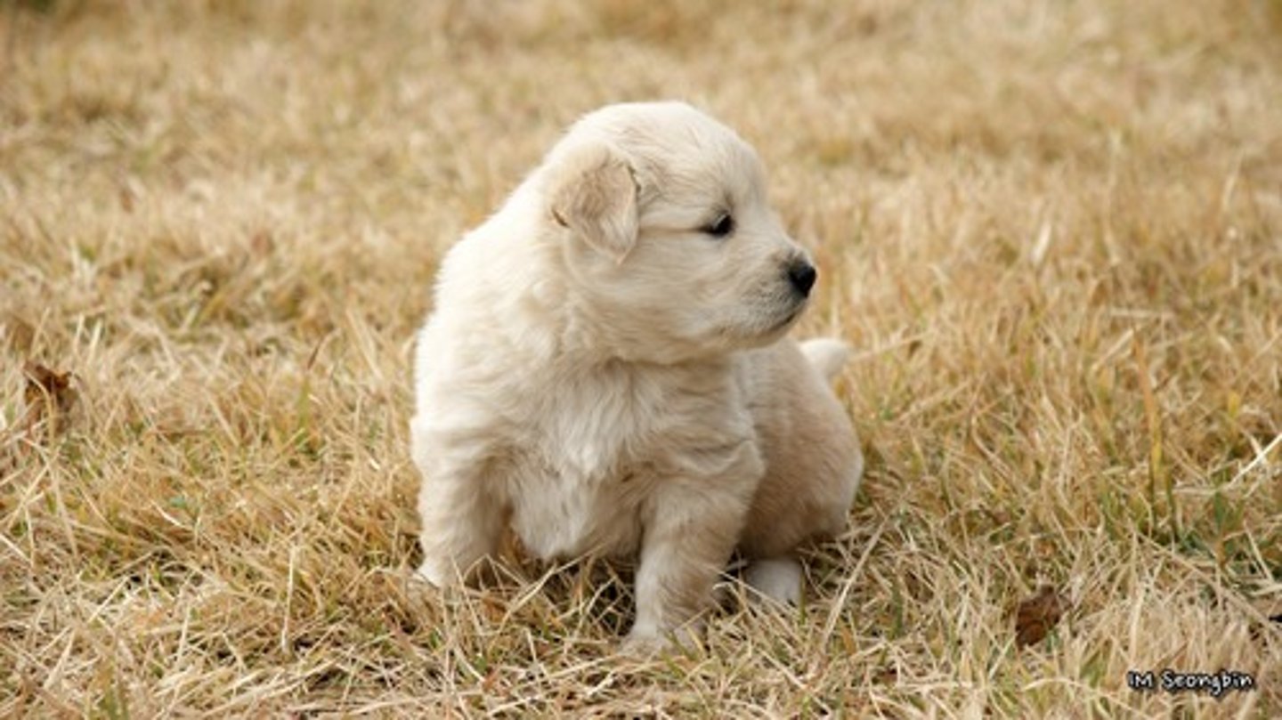<p>puppy</p>