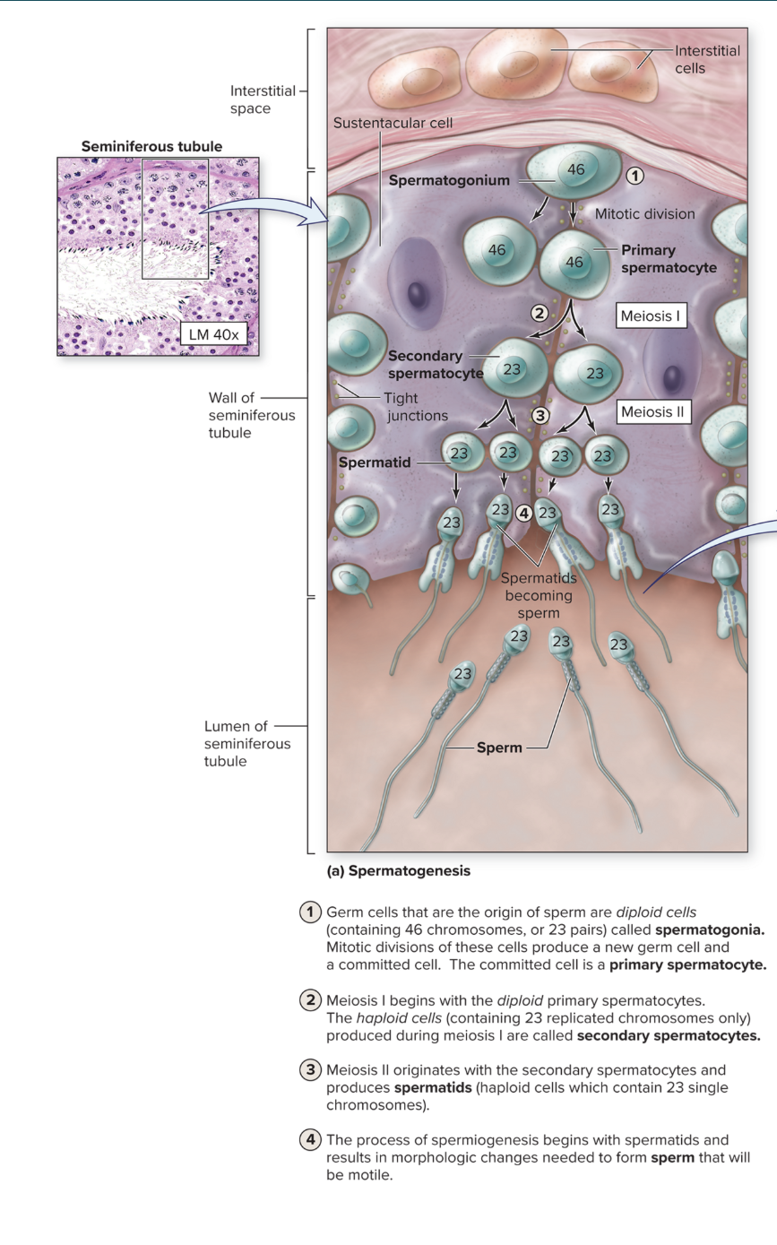 <p>When does spermatogenesis begin?</p>