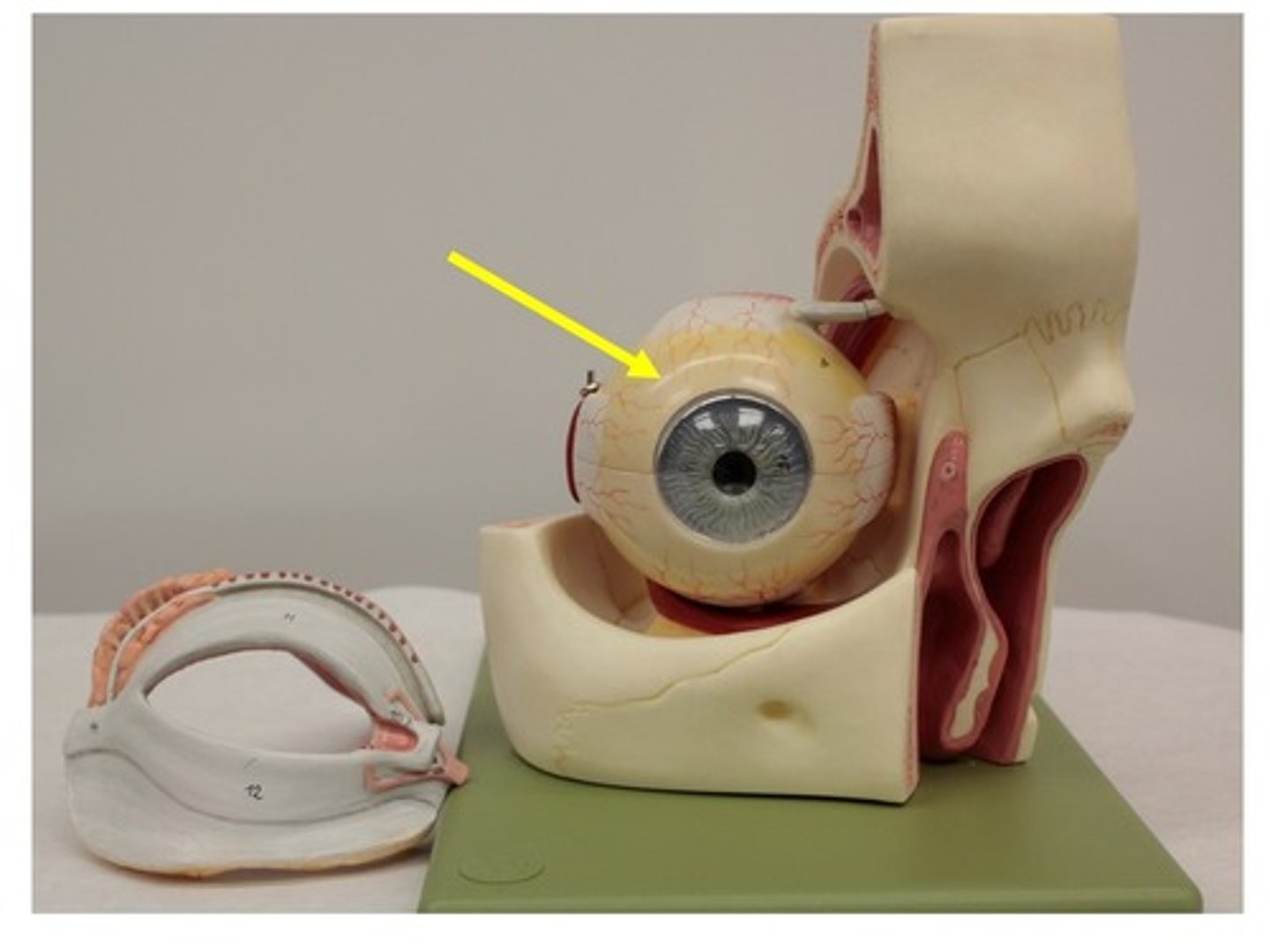 knowt flashcard image