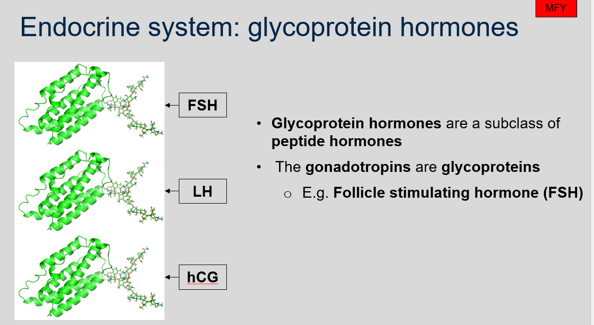 Glycoprotein hormones are a subclass of peptide hormones that include the gonadotropins such as follicle stimulating hormone (FSH). 