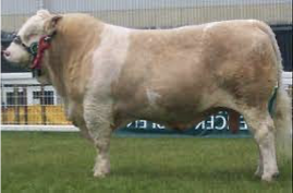 <p>What Breed?</p>