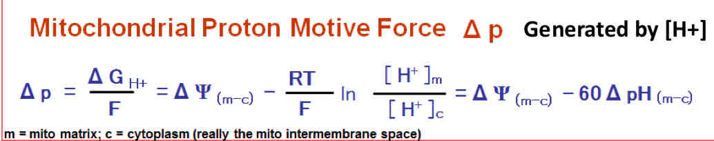 <ul><li><p><strong>Uncharged molecular transport</strong> → driving force (free energy change) s determined by concentration gradient </p></li><li><p><strong>Charged molecular transport → </strong>driving force is determines by concentration gradient and by the electrochemical potential difference across the membrane </p></li><li><p><strong>Mitochondrial Proton Motive Force (∆p)</strong> → generated by [H+] → concentration gradient (pH) and electrical gradient (charge separation)</p></li><li><p>Mainly composed of voltage change/charge separation</p></li></ul>