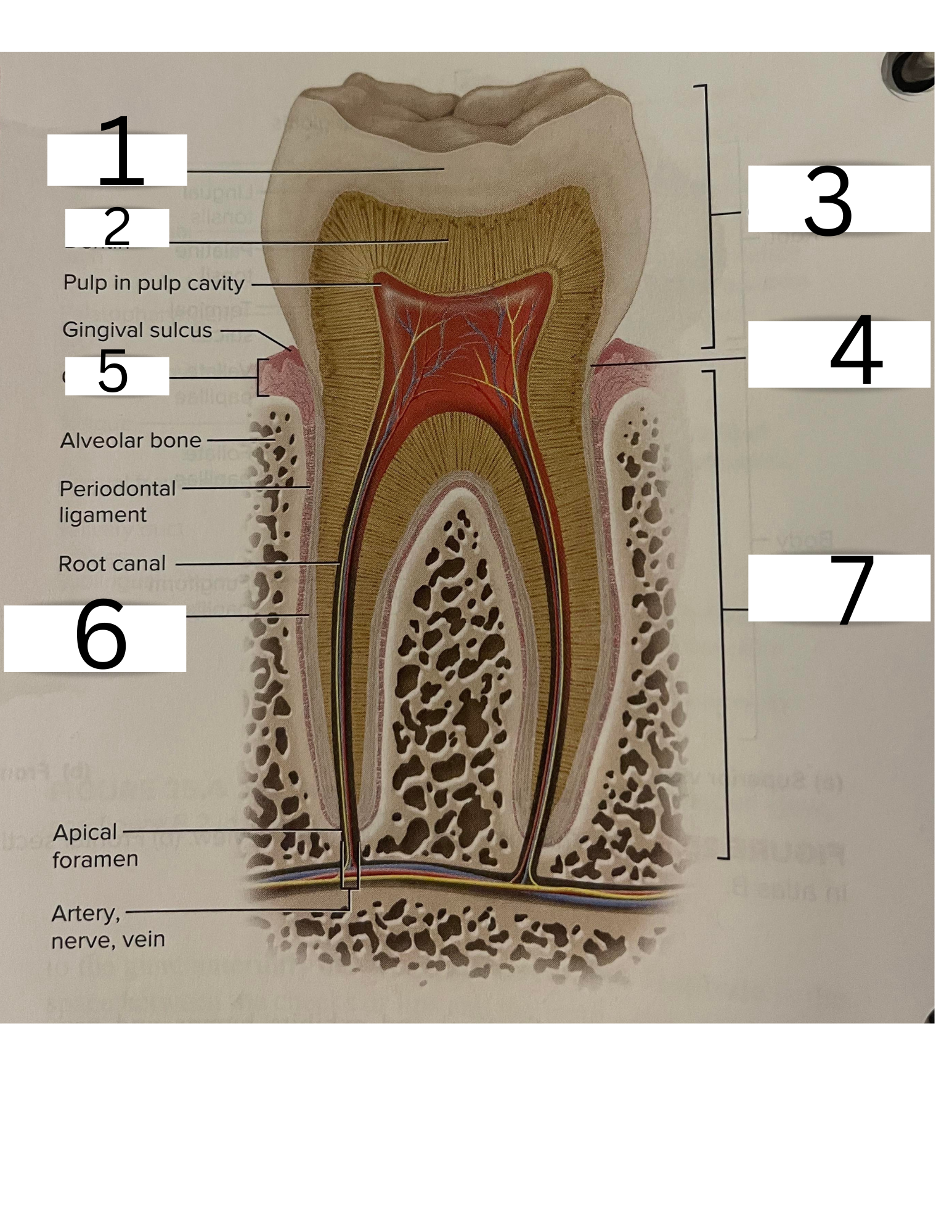 knowt flashcard image