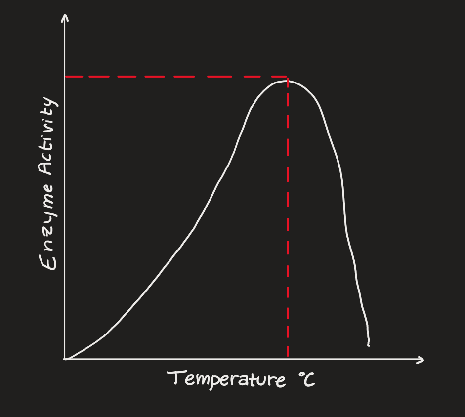 Enzyme Activity v. Temperature