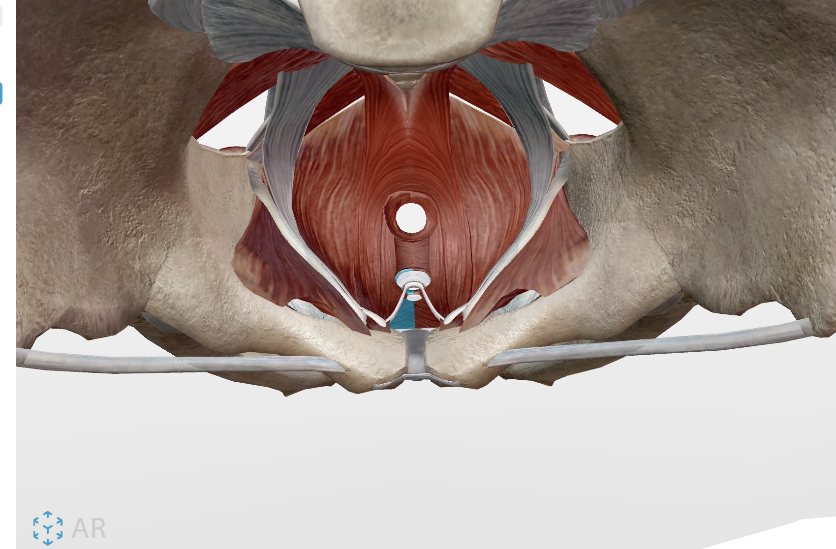 knowt flashcard image