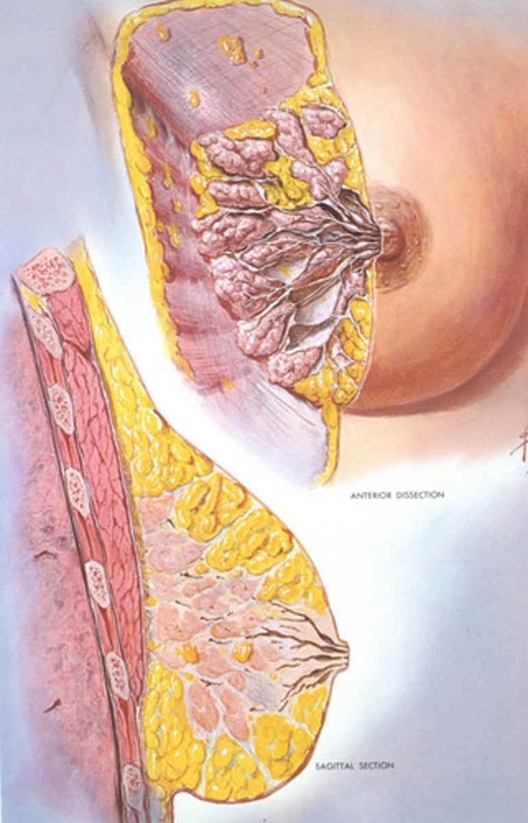 <p>is the study of structural changes <u><mark data-color="#d4f1d1" style="background-color: rgb(212, 241, 209); color: inherit;">associated with </mark></u><strong><u><mark data-color="#d4f1d1" style="background-color: rgb(212, 241, 209); color: inherit;">disease</mark></u></strong></p>