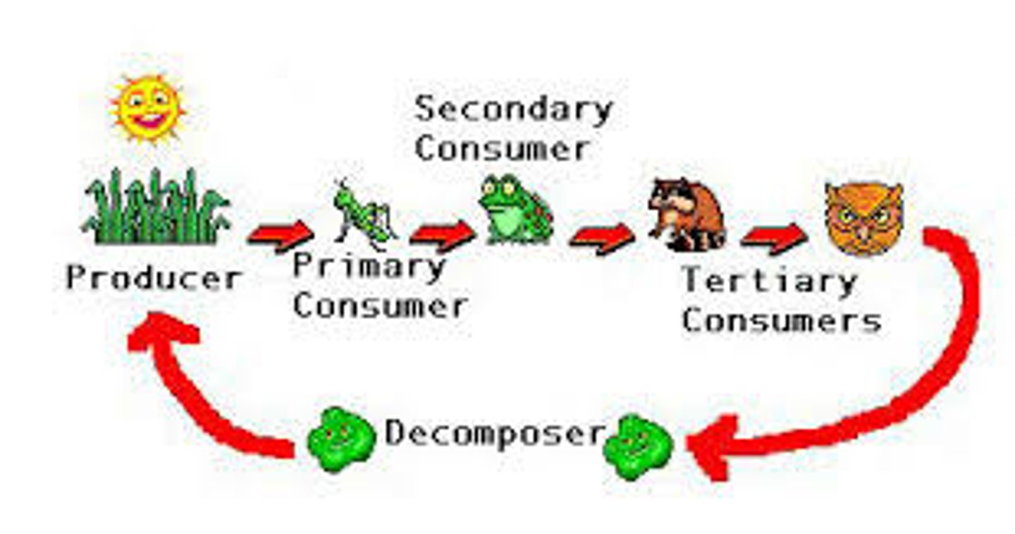 <p>A diagram that represents how energy in food flows from one organism to the next in an ecosystem.</p>