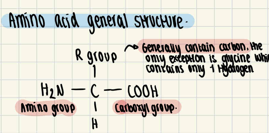 <p>Amino acids contain an amino group, a carboxyl group, an R group and a hydrogen atom.</p>