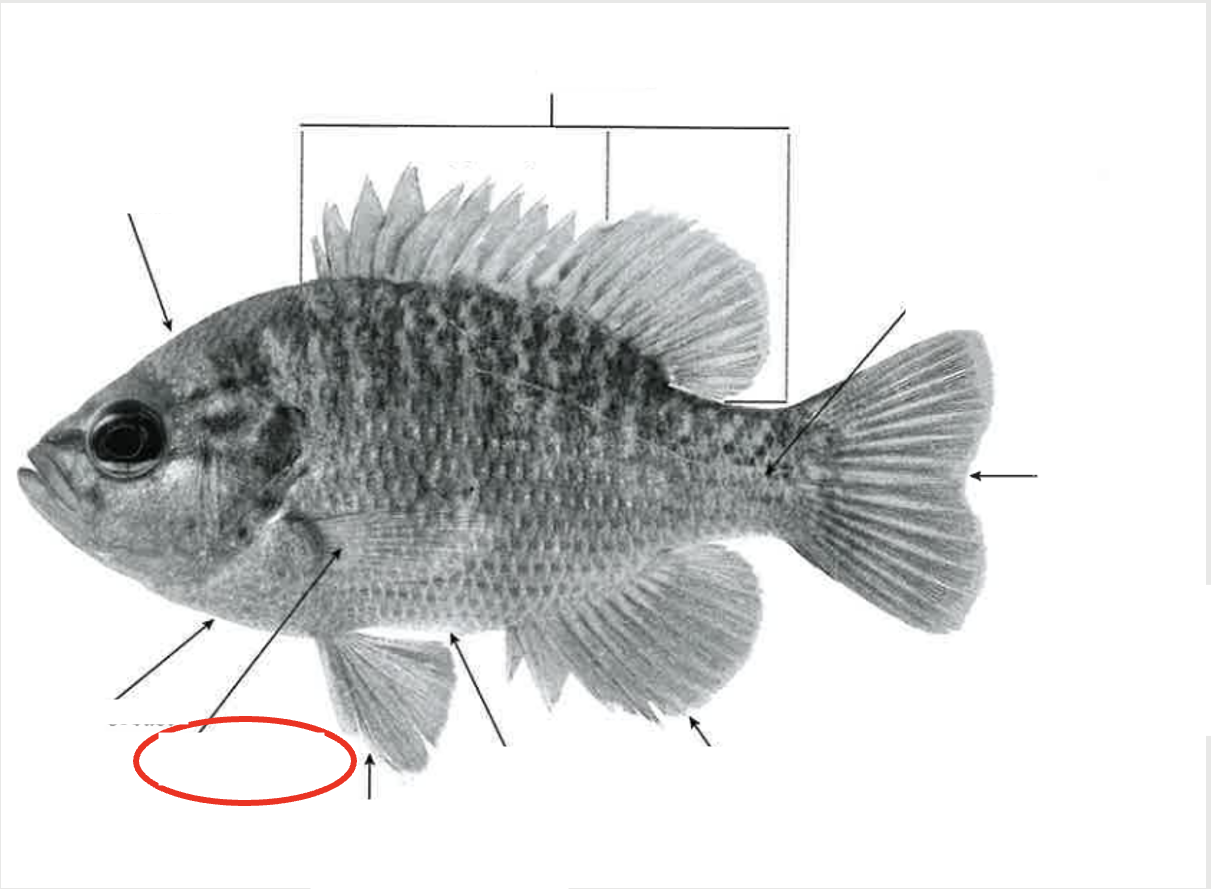 <p>What type of fin?</p>