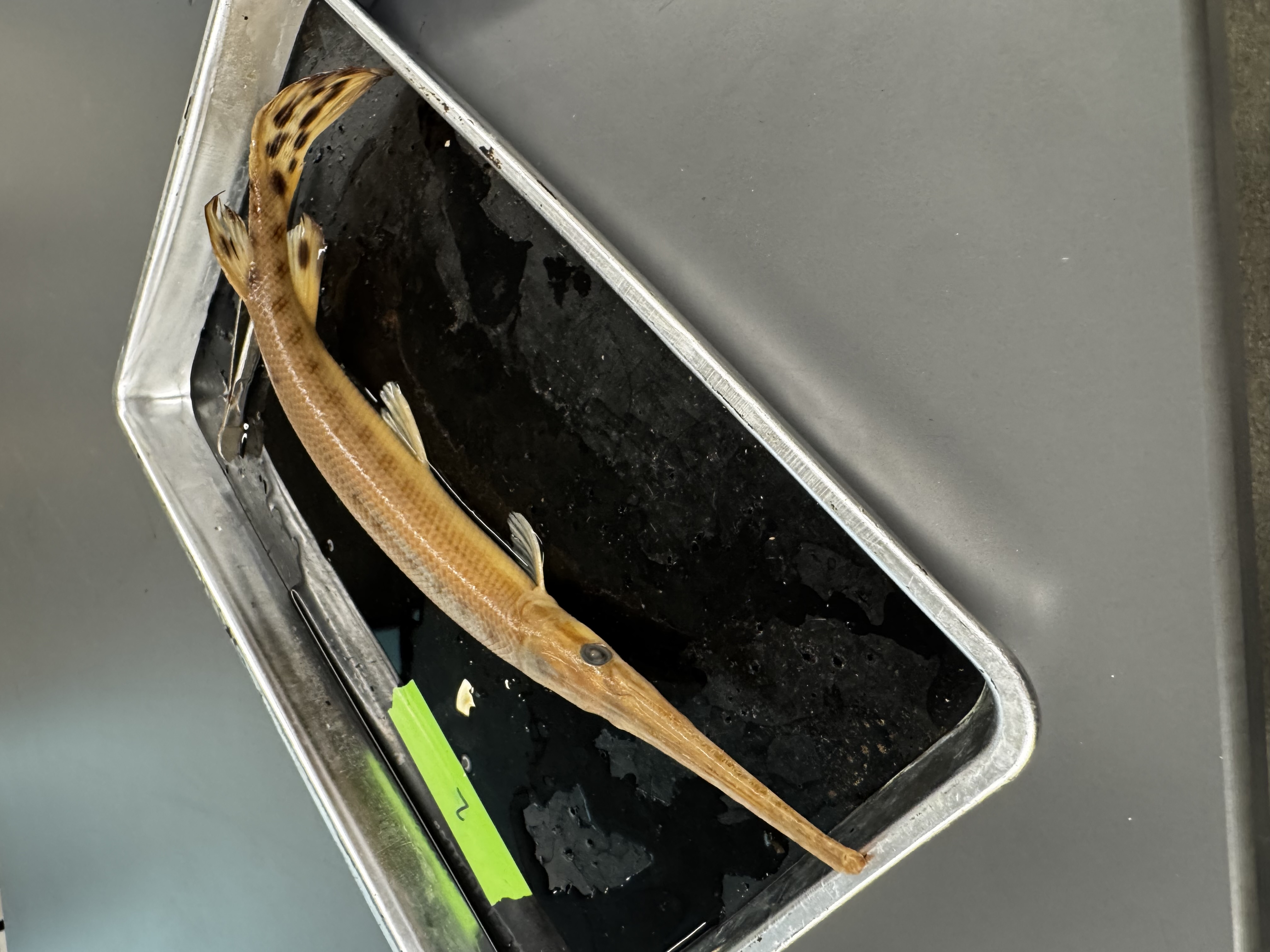 <p>Family:</p><p>Species:</p><p>Scientific:</p>