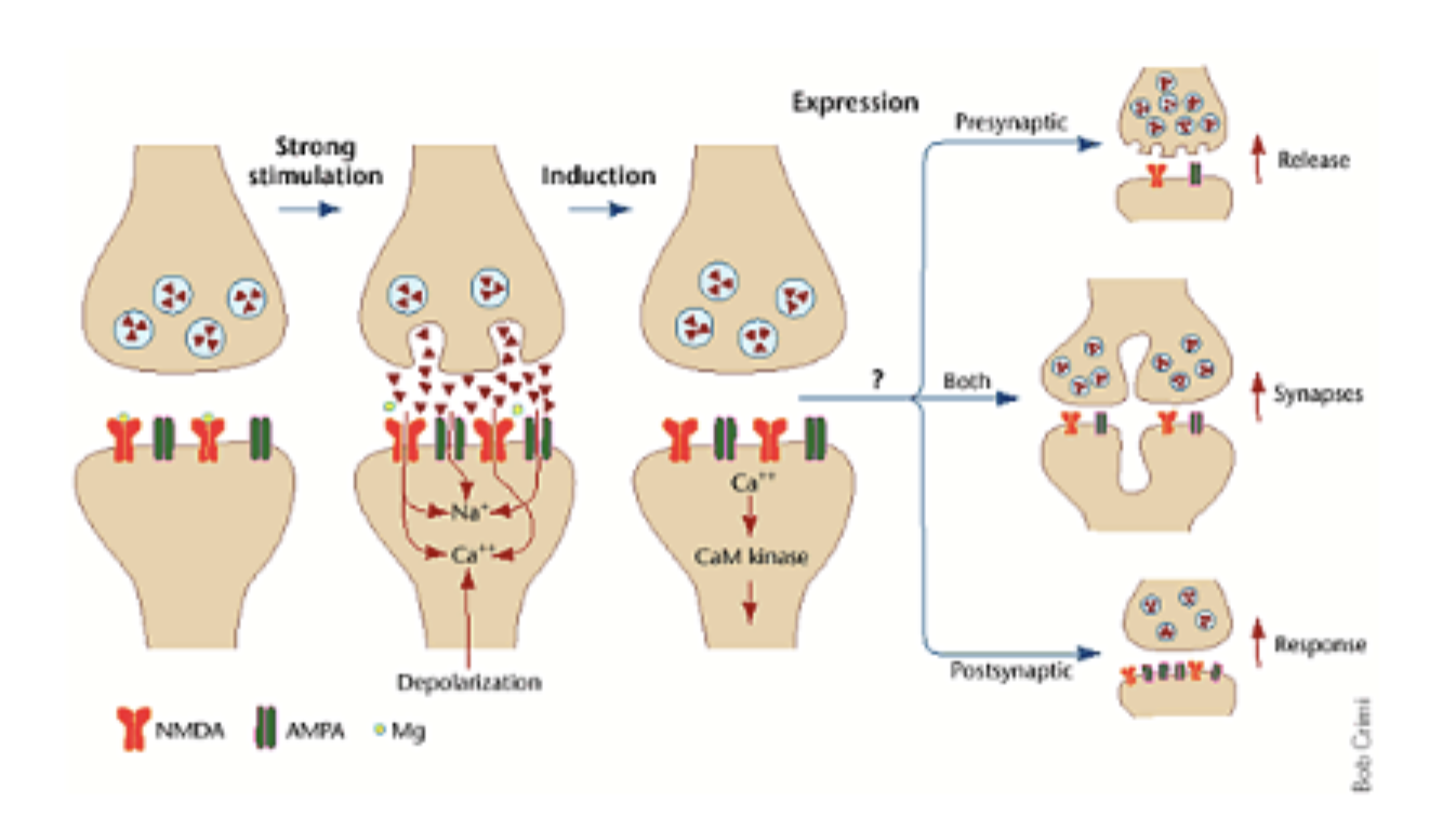 <p><span style="color: #ffffff">short term memories are consolidated into long-term memories through a process called <strong><u>long-term potentiation (LTP)</u></strong></span></p><ul><li><p><span style="color: #ffffff">LTP causes long-term strengthening of the synapse between two neurons that were activated at the same time: “cells that fire together – wire together”</span></p><ul><li><p>results in neuroplasticity </p></li><li><p><span style="color: #ffffff"><u>low-frequency stimulus:</u> glutamate released from presynaptic cell binds both NMDA &amp; AMPA receptor types; activates AMPA receptor but insufficient to activate NMDA</span></p></li><li><p><span style="color: #ffffff"><u>high-frequency stimulus</u>: synaptic inputs (excitatory post-synaptic potentials - EPSPs) are spatially &amp; temporally summed causing <u>significant depolarization</u> of the post synaptic cell membrane resulting in (removal of Mg++) activating NMDA receptor on the post-synaptic neuron</span></p></li></ul></li><li><p><span style="color: #fdfdfd">glutamate released at the <u>perforant pathway</u> activates <strong><u>NMDA receptors</u></strong> in hippocampal cells that allow an increased number of Ca2+ (calcium) ions to enter the cell</span></p><ul><li><p><span style="color: #fdfdfd">Ca2+ influx causes biochemical changes</span><span> (e.g., the insertion of more glutamate receptors into the post-synaptic membrane, greater neurotransmitter release, dendritic spine growth, etc.)</span><span style="color: #fdfdfd"> in the cell that trigger long-term changes</span></p><ul><li><p><span style="color: #fdfdfd">—&gt; results in synaptic plasticity: the more the circuit is activated, the easier it is to activate it, resulting in learning and memory</span></p></li><li><p><span style="color: #fdfdfd">==&gt; long term memories are then ultimately stored in the cortex</span></p></li></ul></li></ul></li></ul><p></p>