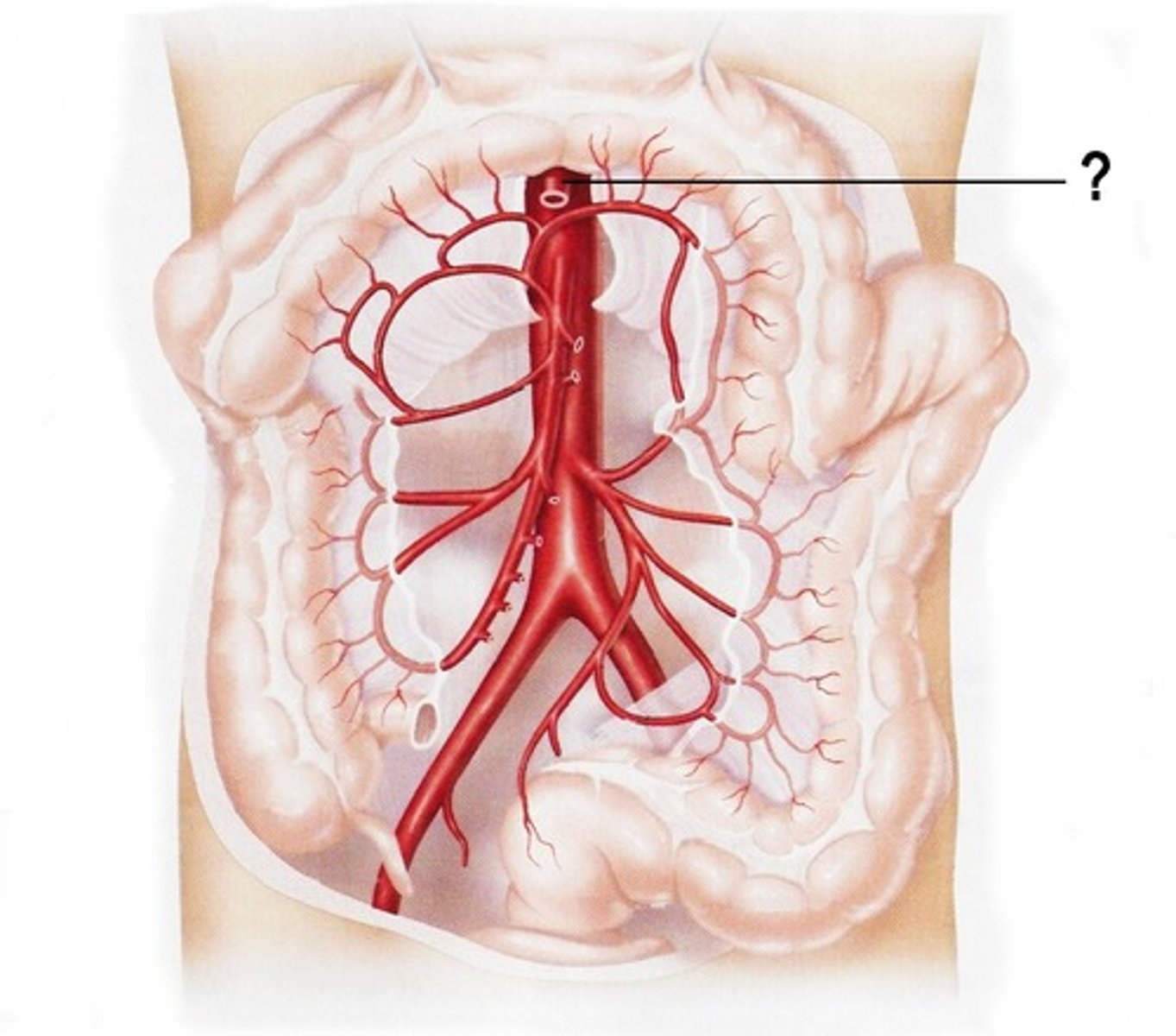 <p>this artery (trunk) is the first anterior (ventral) branch of the abdominal aorta. It gives rise to the hepatic artery, the gastric artery, and the splenic artery.</p>