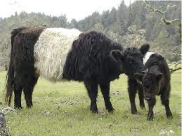 <p>What Breed?</p>