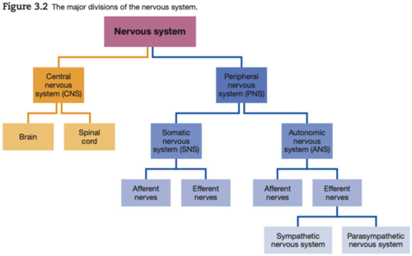<p>are those autonomic motor nerves that project from the brain and sacral (lower back) region of the spinal cord.</p>