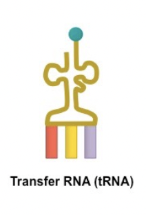 <p><span style="background-color: transparent; font-family: "Proxima Nova", sans-serif;"><span>Carries amino acids to the ribosome</span></span></p>