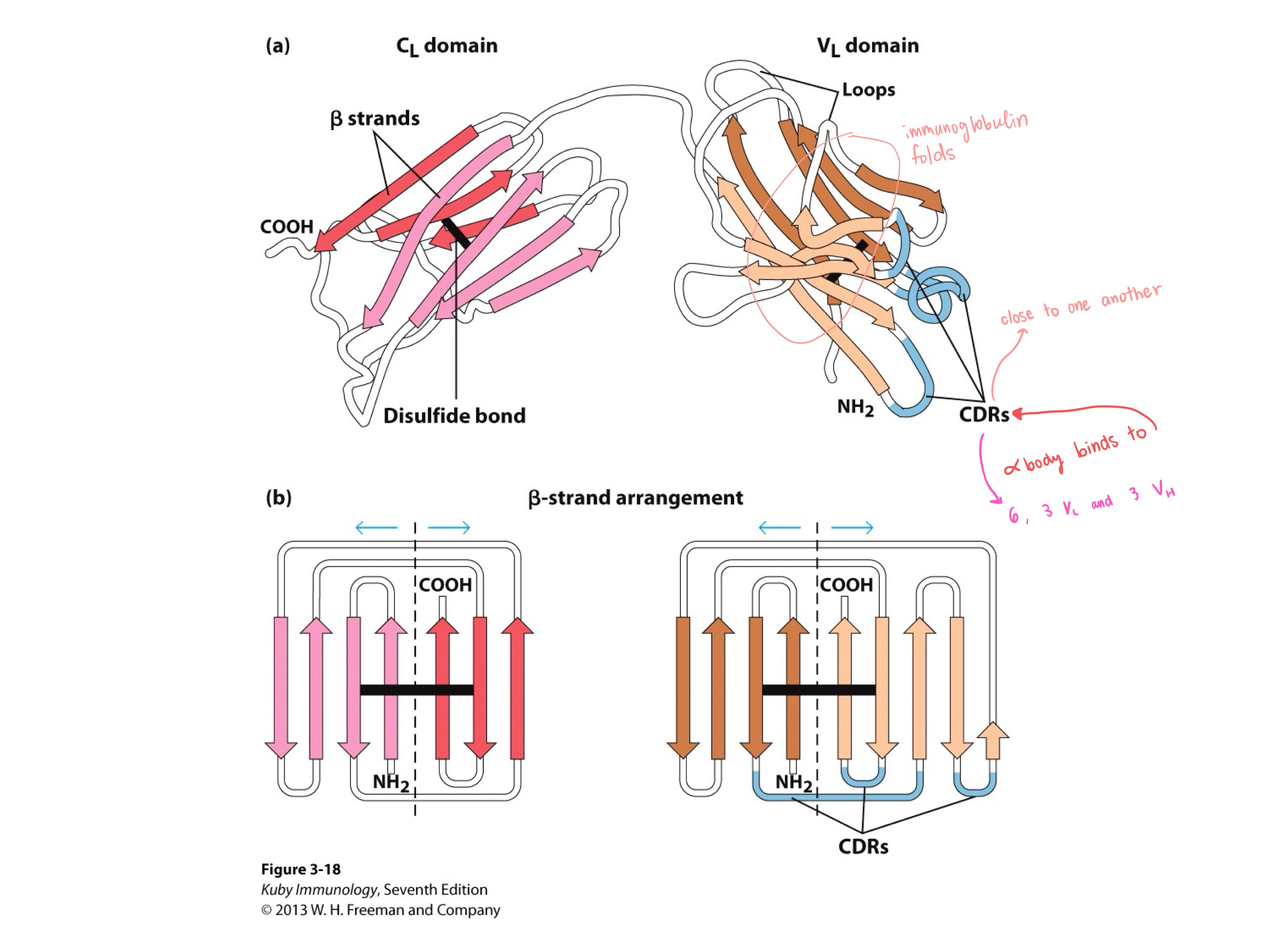 <p>_ are all close to each other, and _ are in loops</p>