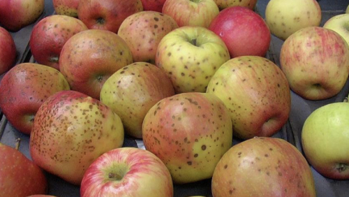 What deficiency does this apple have? What is the name of this disorder?