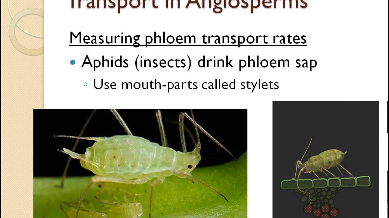 <p>In Insects:</p><p>Aphids: Have needle-like mouth-parts called stylets that they use to pierce into plant tissues and extract the sugary sap from (the phloem)</p><p>Caterpillars &amp; Beetles: Both have sharp mandibles to cut through tough leaves for digestion</p>