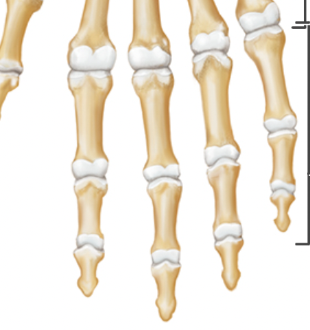 Identify the bone section