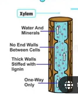 <p>What does the xylem do?</p>